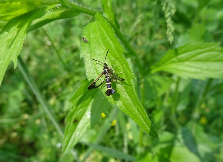 Synanthedon tipuliformis - ribizkeszitkár