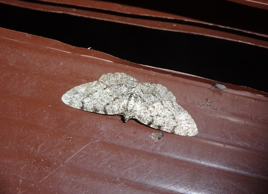 Aethalura punctulata - szürke égeraraszoló