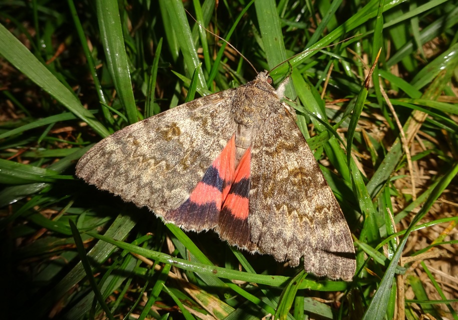 Catocala elocata - közönséges övesbagoly
