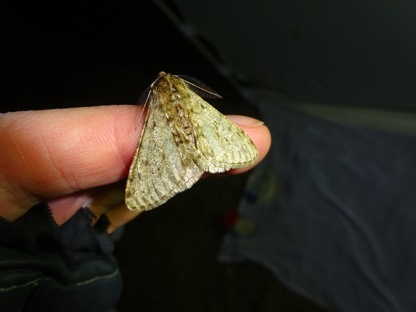 Apocheima pilosaria - zöldes tavasziaraszoló