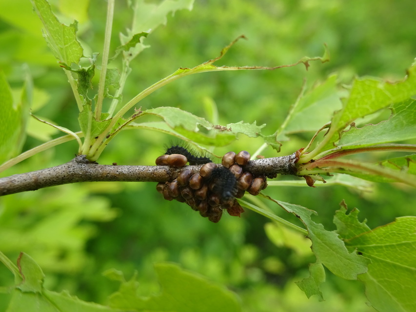 Saturnia pavoniella/pavonia