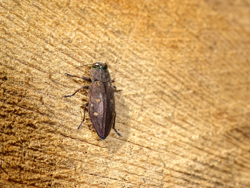 Chrysobothris affinis - aranypettyes díszbogár