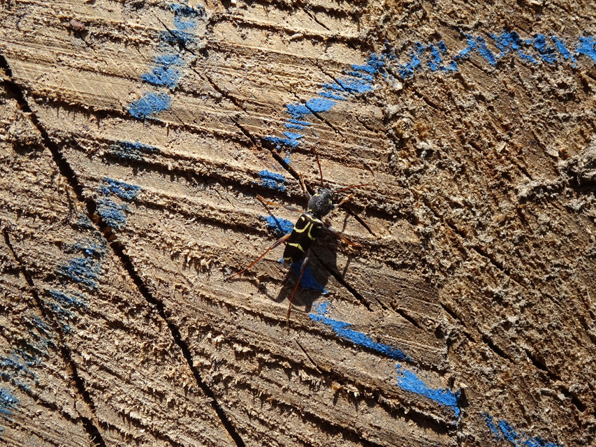 Xylotrechus antilope - fürge darázscincér