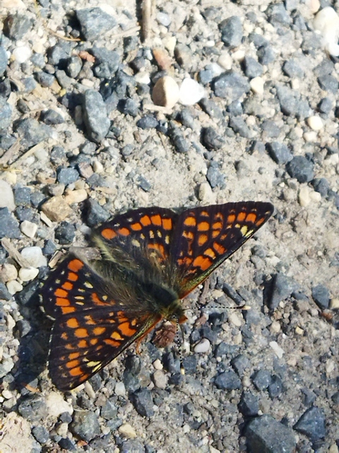 Euphydryas maturna - díszes tarkalepke