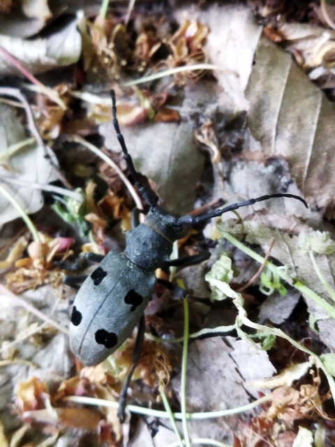 Morimus asper funereus - gyászcincér
