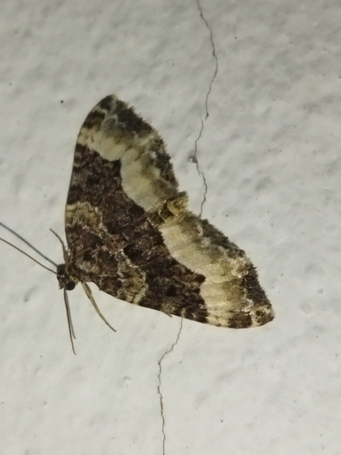 Euphyia unangulata - fogassávú tarkaaraszoló