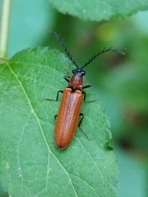 Denticollis linearis - dülledtszemű pattanó