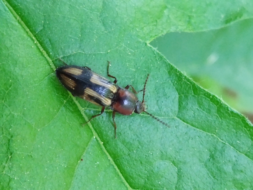 Selatosomus cruciatus - keresztes pattanó