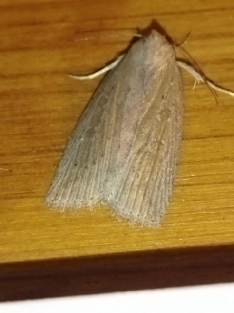 Chilodes maritima - négyfoltos nádibagoly