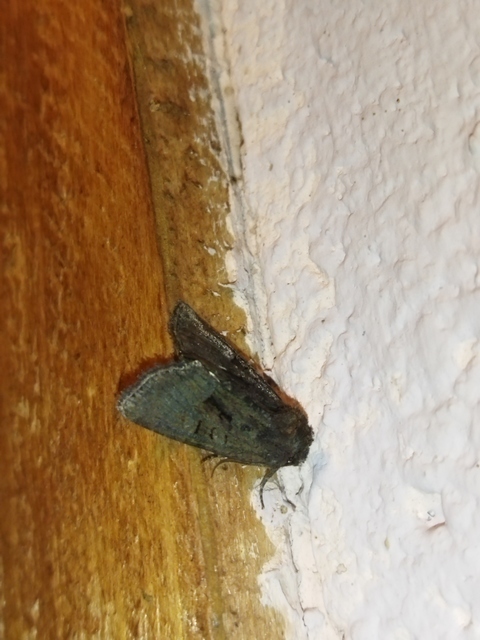 Oligia latruncula - fekete dudvabagoly