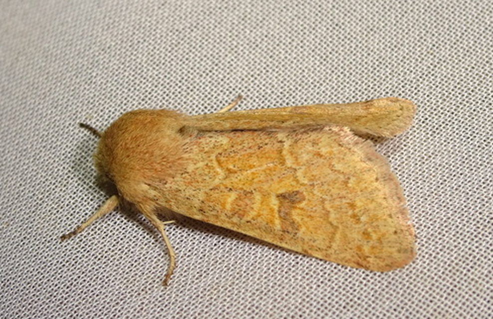 Orthosia miniosa - sárgás barkabagoly