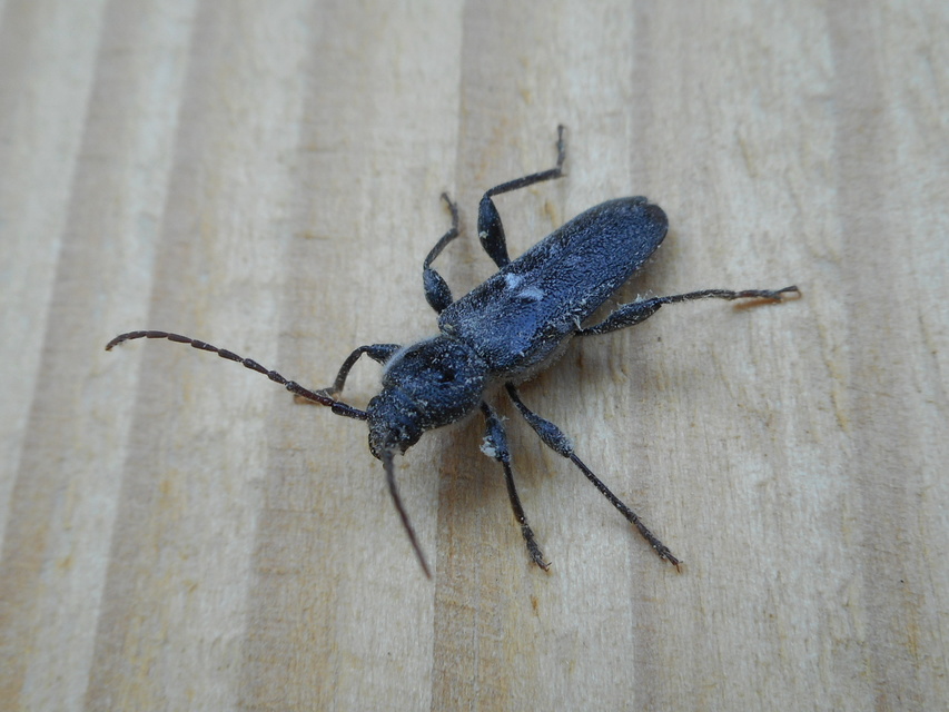 Hylotrupes bajulus - házicincér