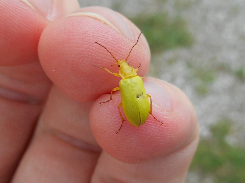 Cteniopus sulphureus - közönséges kénbogár