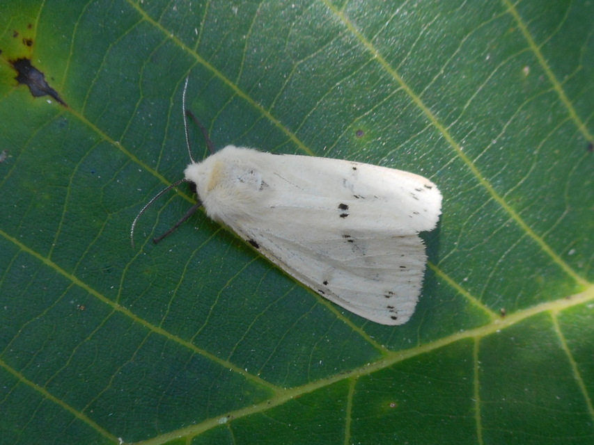 Spilarctia lutea - sárgás medvelepke