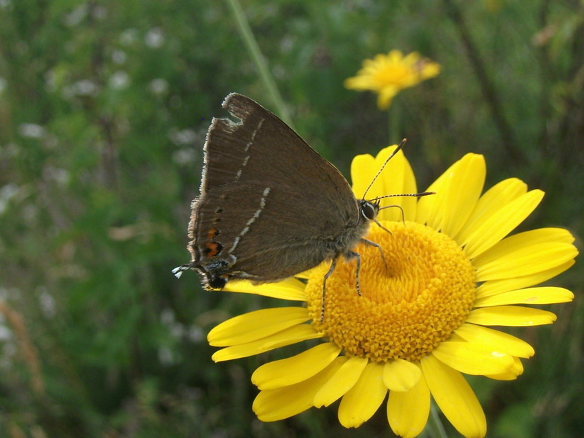 Satyrium spini - kökény-csücsköslepke