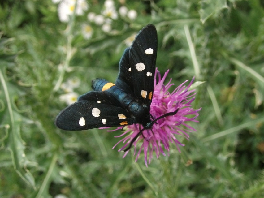 Zygaena ephialtes - változékony csüngőlepke