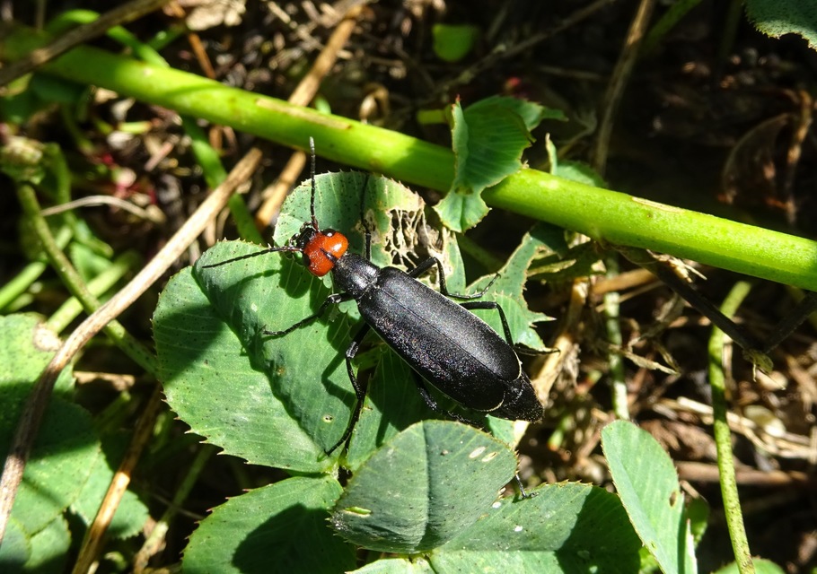 Epicauta rufidorsum - hollóbogár