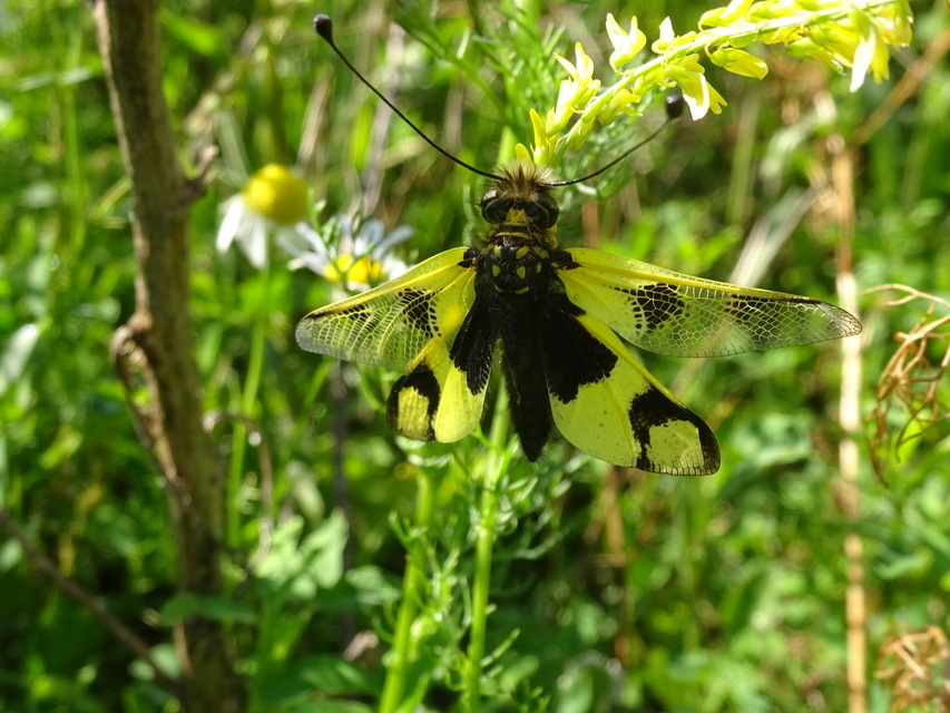 Libelloides macaronius - keleti rablópille