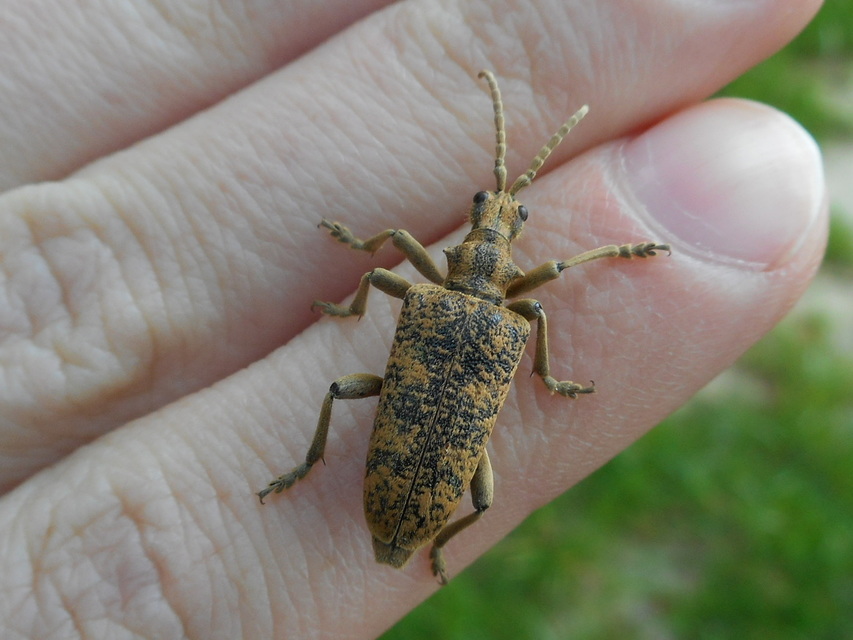 Rhagium sycophanta - tölgyes-tövisescincér