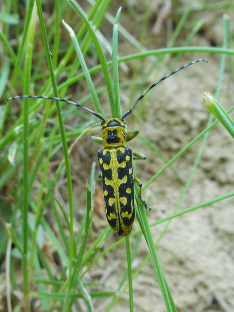 Saperda scalaris - létracincér
