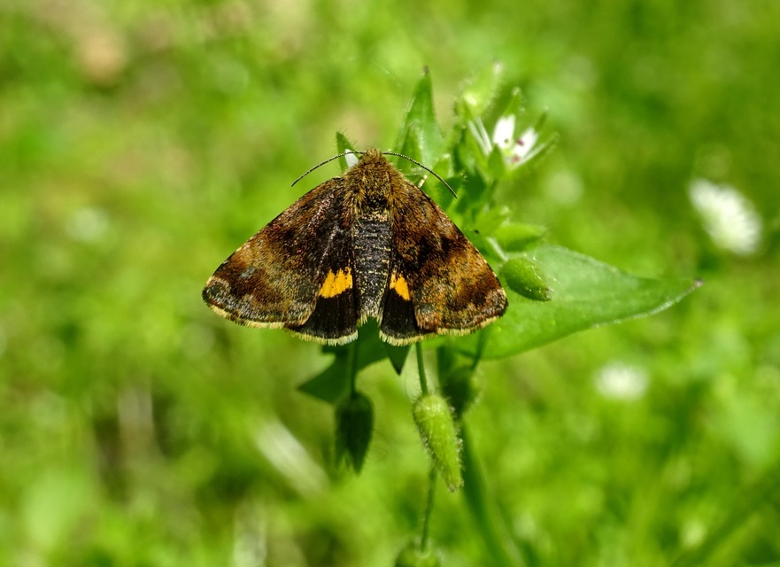 Panemeria tenebrata - apró sárgabagoly
