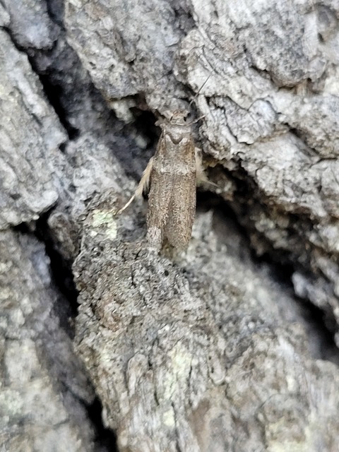 Blastobasis