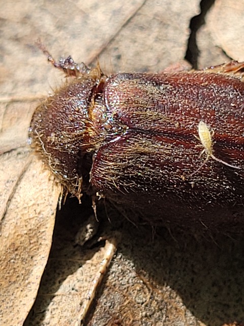 Holochelus vernus - tavaszi cserebogár