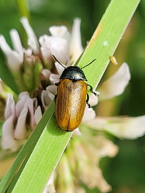 Labidostomis Labidostomis