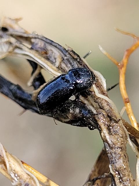 Aphodius varians - változékony trágyabogár