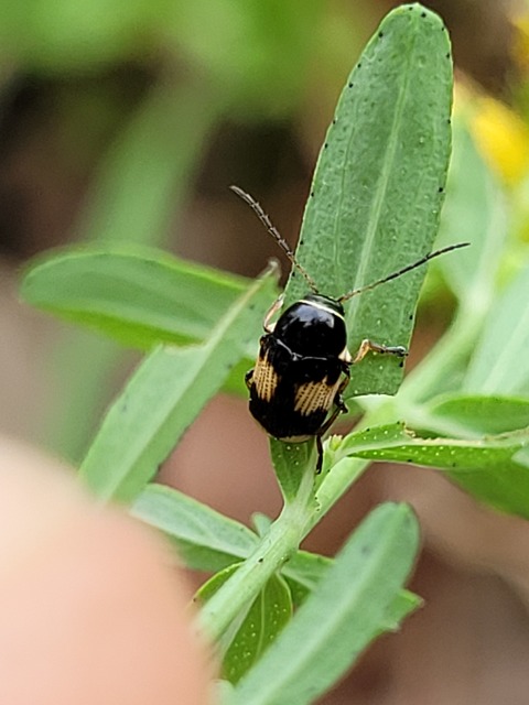 Cryptocephalus moraei - közönséges zömökbogár