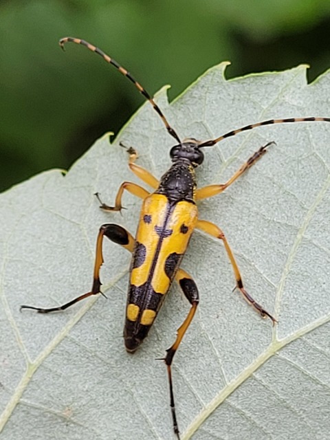 Rutpela maculata - tarkacsápú karcsúcincér
