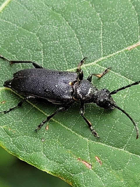 Stictoleptura scutellata - hegyi virágcincér