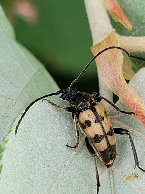 Pachytodes erraticus - rajzos virágcincér