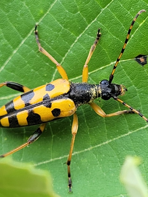 Rutpela maculata - tarkacsápú karcsúcincér