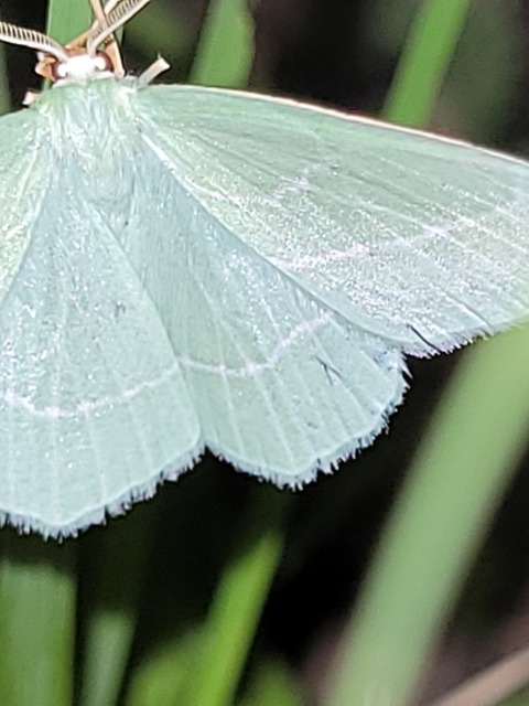 Hemistola chrysoprasaria - kékes zöldaraszoló