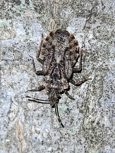 Aradus