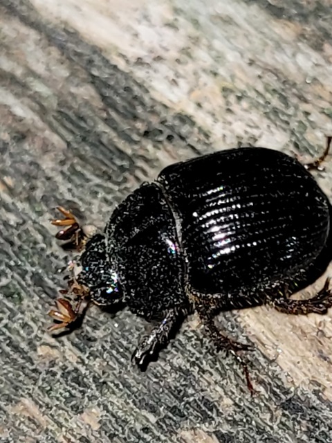 Odonteus armiger - mozgószarvú álganéjtúró