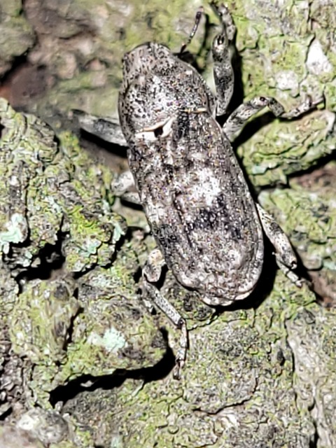 Gasterocercus depressirostris - laposorrú ormányos