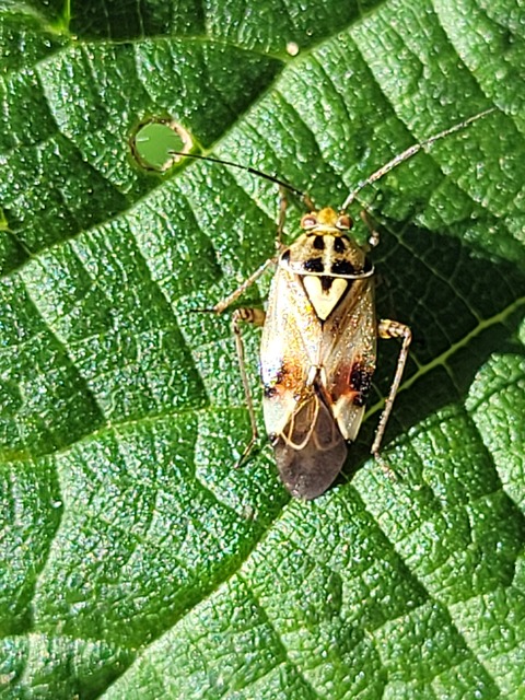 Lygus pratensis - változó mezeipoloska