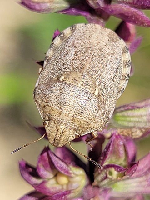 Eurygaster