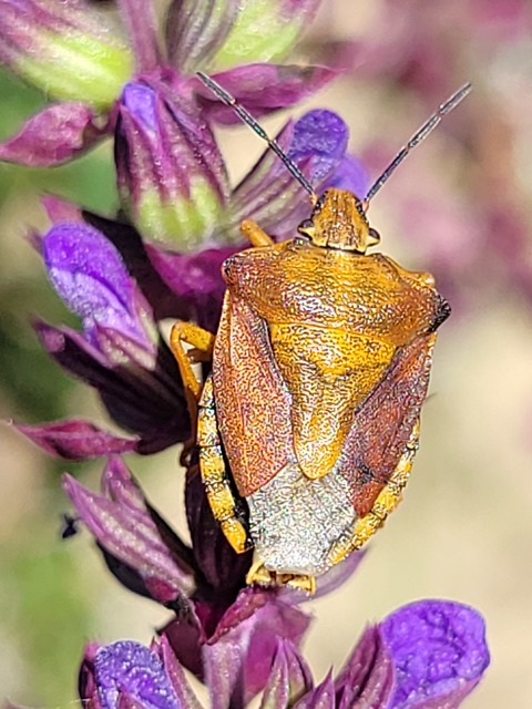 Carpocoris