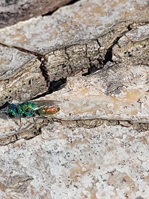Chrysididae - fémdarazsak