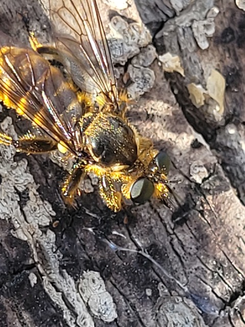 Choerades fimbriata/fulva