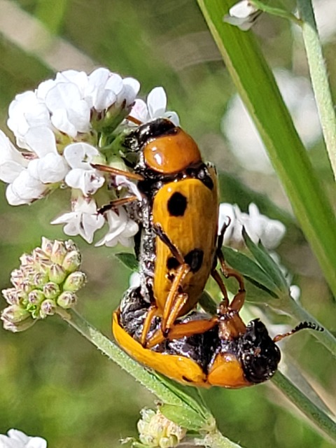 Tituboea macropus - dárdahere-zsákhordóbogár