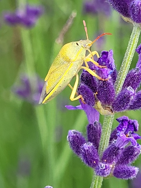 Piezodorus lituratus - bíboros címerespoloska Piezodorus lituratus - bíboros címerespoloska