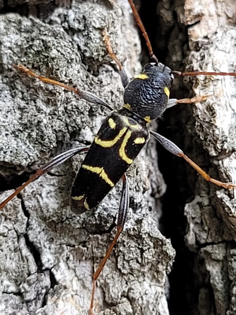 Xylotrechus antilope - fürge darázscincér