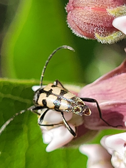 Pachytodes erraticus - rajzos virágcincér