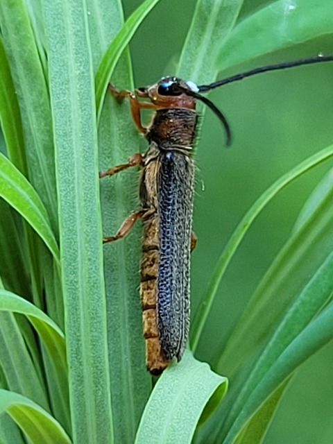 Oberea erythrocephala - pirosfejű kutyatejcincér