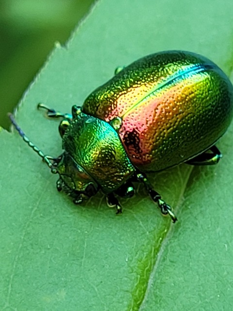 Chrysolina graminis - zöld varádicslevelész
