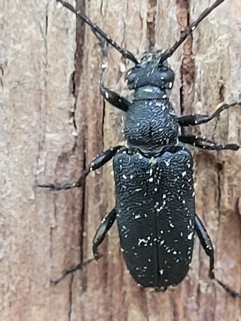 Stictoleptura scutellata - hegyi virágcincér